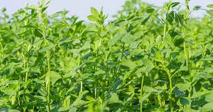 Training on Planting and Caring for Alfalfa (Lucerne)
